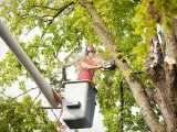 Emergency Tree Services: How to Handle a Fallen Tree in Louisville